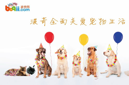 C轮融资1.02亿美元宠物服务平台能成为中国下